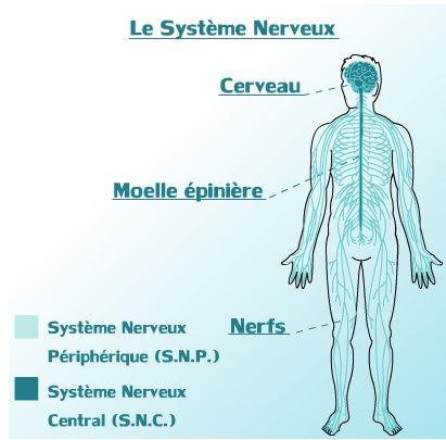 systeme nerveux
